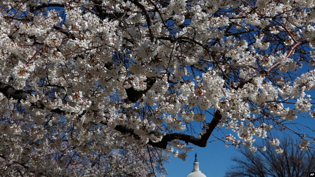 Bunga sakura bermekaran di National Mall dekat gedung Capitol di blossom trees are in bloom on the National Mall near the Capitol in Washington, on Monday, March 23, 2009. The city's annual Cherry Blossom Festival, whose trees along the tidal basin are just starting to bloom, begins on Saturday March 28, 2009. (
