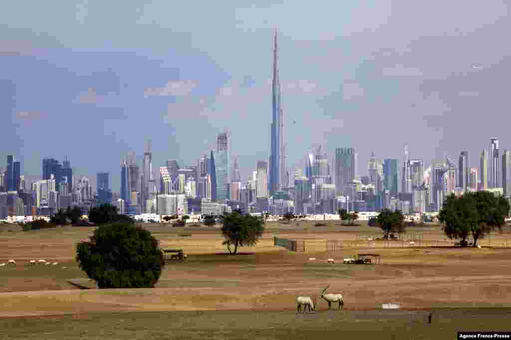 Dua ekor antelop merumput di padang pasir di luar kota Dubai, UEA Selasa 4 Januari 2022. (Foto: AFP)