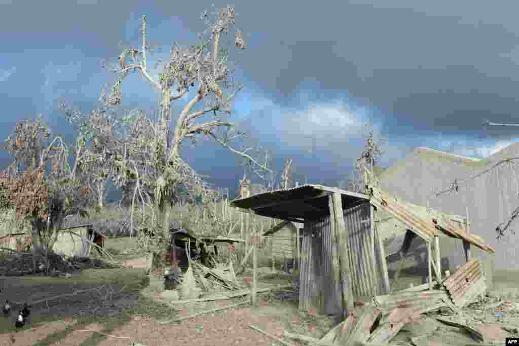 Debris and trees covered with dust after volcanic eruptions from Mount Sinabung at the abandoned village Kutarayat in Karo, Indonesia. More than 30,000 people have been displaced and as many as 16 people have been killed as Mount Sinabung continues spewing smoke and hot ash.