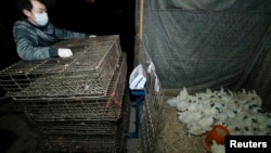 A vendor prepares to pack his chickens at a poultry market after the market has been asked to close in Wuhan, Hubei province, China, April 5, 2013.