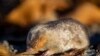 Researchers Rediscover Golden Mole After 80 Year Absence