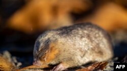 FILE - This handout photograph released on November 28, 2023 by the Endangered Wildlife Trust shows De Winton's Golden Mole, a blind mole that can detect vibrations from movement above the surface, on Port Nolloth beach in South Africa. 