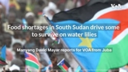 Food shortages in South Sudan drive some to survive on water lilies