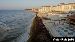 Sargassum seaweed covers the beach in Playa del Carmen, Mexico, Wednesday, May 8, 2019. Experts say the presence of sargassum seaweed is the new normal.