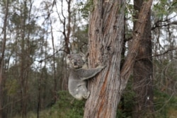 Seekor koala yang diselamatkan bernama Ernie memanjat pohon saat dilepaskan kembali ke habitat aslinya, setelah menjalani perawatan medis untuk klamidia, di mana salah satu matanya harus diangkat, di Grose Vale, Sydney, Australia, 25 Juli 2020. ( Foto: Reuters)