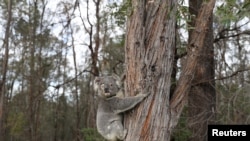 FILE - A rescued koala named Ernie climbs up a tree as he is released back into his natural habitat, following medical treatment for chlamydia, where he had to have one of his eyes removed, in Grose Vale, Sydney, Australia, July 25, 2020. 