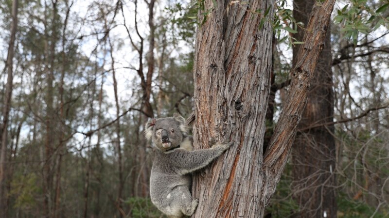 Australian State Announces Plan to Prevent Endangered Life from Disappearing
