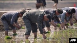 지난 12일 북한 청산리 주민들이 모내기를 하고 있다.