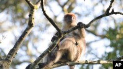 Red Colobus monkey