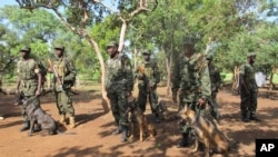 Des soldats ougandais patrouillent avec des chiens à la recherche de membres de l'Armée de résistance du Seigneur, à Nzacki, en République centrafricaine le 24 juin 2014.