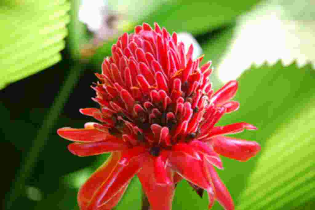 گلهای کاستاریکا / عکاس: بهروز نیکذات