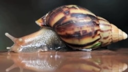 ထူးဆန်းသော အလှပြင်နည်း