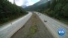 Wildlife Bridge to Reduce Car Collisions with Animals