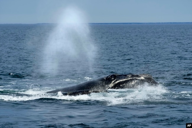 FILE - A North Atlantic right whale surfaces on Cape Cod Bay, in Massachusetts, on March 27, 2023.(AP Photo/Robert F. Bukaty, File, NOAA permit # 21371)