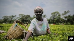 FILE - A woman picks tea leaves in Chepsonoi, Nandi county, in western Kenya on Aug. 13, 2022. 
