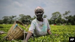 FILE - A woman picks tea leaves in Chepsonoi, Nandi county, in western Kenya on Aug. 13, 2022. 