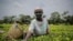 FILE - A woman picks tea leaves in Chepsonoi, Nandi county, in western Kenya on Aug. 13, 2022. 