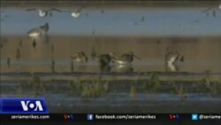 Mbrojtja e kripores së Ulqinit