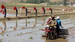 Para petani menanam padi di Chongsan Cooperative Farm di Distrik Kangso, Nampho, Korea Utara, 9 Mei 2022. Korea Utara telah menjadwalkan konferensi politik penting untuk membahas “tugas mendesak” untuk meningkatkan sektor pertaniannya. (Foto: AP)