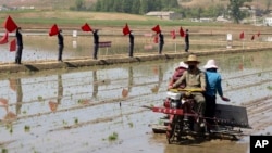 FILE - Farmers plant rice using rice seedling transplanter at Chongsan Cooperative Farm in Kangso District, Nampho, North Korea, on May 9, 2022.