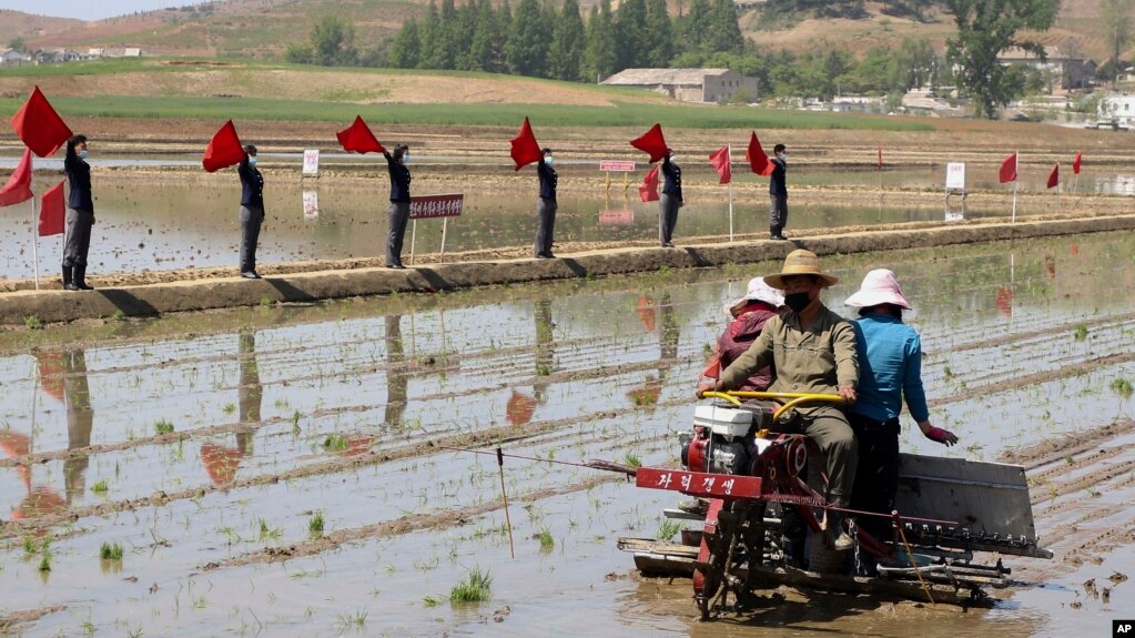 Nông dân gieo lúa bằng máy cấy tại Trang trại Hợp tác xã Chongsan ở quận Kangso, Nampho, Triều Tiên, vào ngày 9/5/2022.