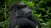 Rare Conservation Win: Mountain Gorilla Population Ticks Up