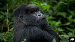 FILE - A male silverback mountain gorilla from the family of mountain gorillas named Amahoro sits in the dense forest on the slopes of Mount Bisoke volcano in Volcanoes National Park, northern Rwanda, Sept. 4, 2015.