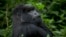 FILE - A male silverback mountain gorilla from the family of mountain gorillas named Amahoro sits in the dense forest on the slopes of Mount Bisoke volcano in Volcanoes National Park, northern Rwanda, Sept. 4, 2015.