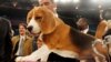 Good Dogs! 20 Years of Covering Westminster Kennel Club Show 