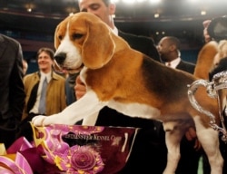 Uno, a 15-inch beagle, poses with his trophy after winning Best in Show at the 132nd Westminster Kennel Club Dog Show at Madison Square Garden in New York, Feb. 12, 2008.