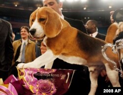 Uno, a 15-inch beagle, poses with his trophy after winning Best in Show at the 132nd Westminster Kennel Club Dog Show at Madison Square Garden in New York, Feb. 12, 2008.