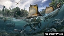 El único dinosaurio que se adaptaba a la vida en el agua vivió en el Norte de África.
