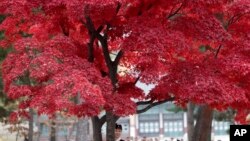 韩国首尔著名旅游景点景福宫的红叶 （2018年11月7日）
