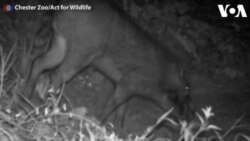 Peneliti Tangkap Gambar Langka Babi Kutil