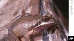 Des amphibiens sécrètent par leur peau des substances antimicrobiennes appelées peptides