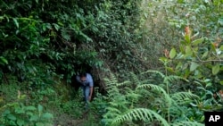 Godwin Vasanth Bosco, a naturalist and restoration practitioner, passes through native trees planted by him 10 years ago in Nilgiris district, India, Sept. 25, 2024.