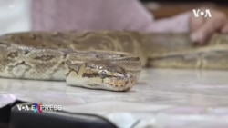 Súp rắn cổ truyền của Hong Kong đang dần mai một