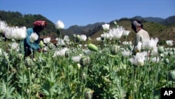 FILE - Villagers harvest opium in a field in Burma's Shan state. Researchers say the precursor chemicals needed to manufacture opiates and methamphetamines are streaming into Southeast Asia.