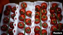 FILE PHOTO: Tomatoes are seen at Hengda greenhouse in Shanghai