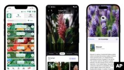 This combination of images show gardening apps, from left, the Seed to Spoon mobile gardening app, the Google Lens app, and Apple's AI-powered Visual Look Up feature to identify flowers. (Park Seed’s From Seed to Spoon/Google/Apple via AP)