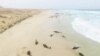 Des dauphins s'échouent mystérieusement sur une plage du Cap Vert
