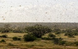 FILE - A swarm of desert locusts fly over a grazing land in Nakwamuru village, Samburu County, Kenya, Jan. 16, 2020.