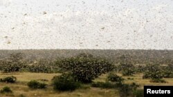 FILE - A swarm of desert locusts fly over a grazing land in Nakwamuru village, Samburu County, Kenya, Jan. 16, 2020.