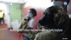 Futbolculardan Sokak Köpeklerine Yardım