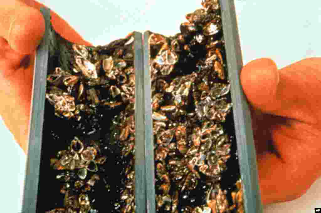 Zebra mussel colonies can clog intake pipes at water treatment plants, industrial facilities and power generation plants. (Don Schloesser, USGS, Biological Resources Division)