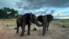 New Study Examines How Elephants Say ‘Hello’ 