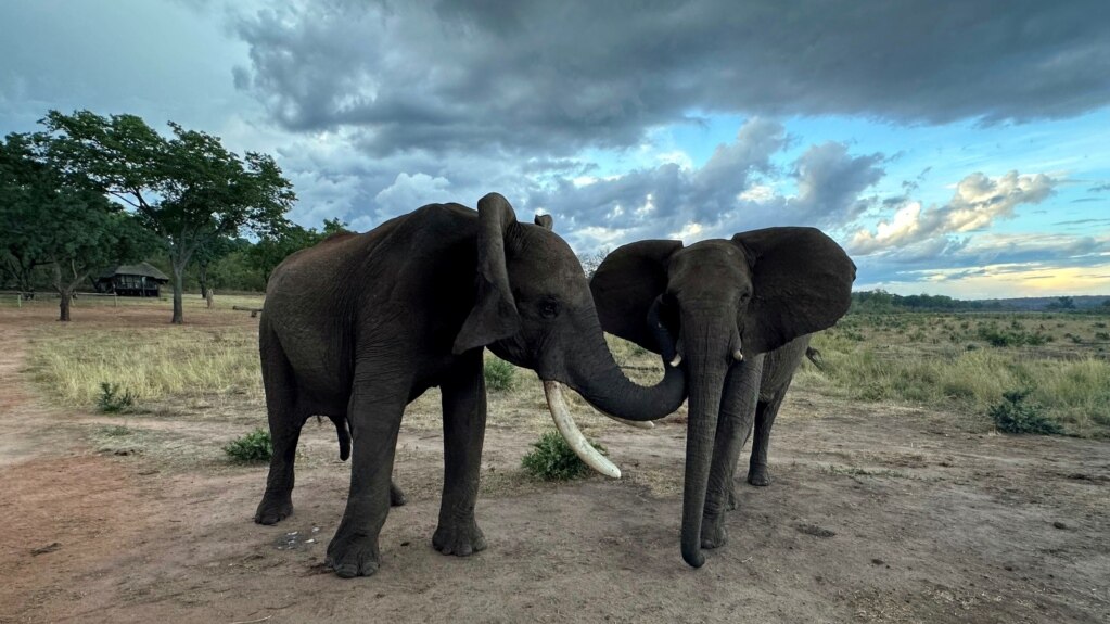 New Study Examines How Elephants Say ‘Hello’