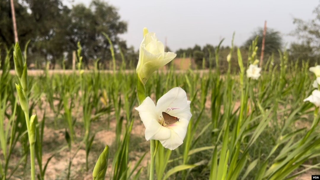 خېبر کې د ګليډ ګلونه