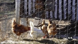 Bird flu pandemic imaginable   successful  US worries scientists, farmers