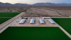 Tumpukan jerami disimpan di sebuah gudang di pertanian Al Dahra yang berada di Lembah McMullen, Arizona, pada 17 Oktober 2023. (Foto: AP/John Locher)